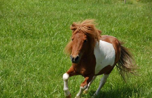 Vogtmühle - Foto 24