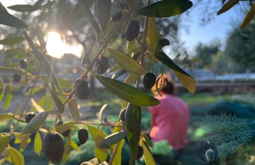 Ulivi di Cleo - Foto 51