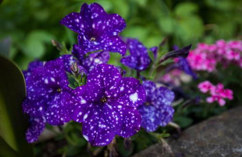 Apartments Bozica - Foto 24