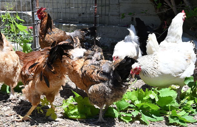 Ibiscus Cottage in Paradisi Near the Beach - Foto 35