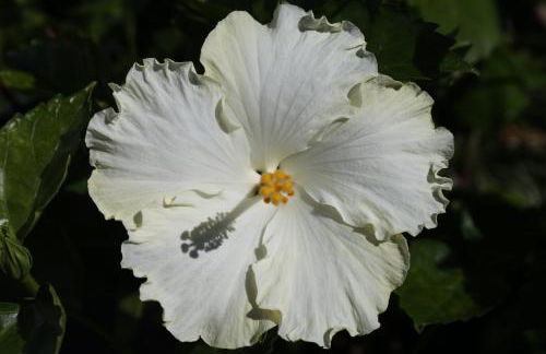 Jungle Paradise - Foto 60