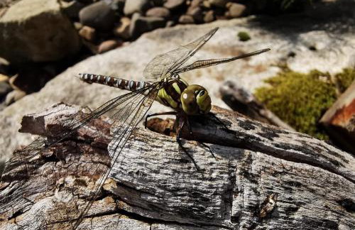 Ferienhaus Jägerhaus Oppach Privathaus - Foto 26
