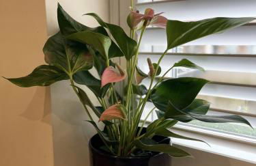 Priory Gardens – Birkdale - 2 bed - Foto 40