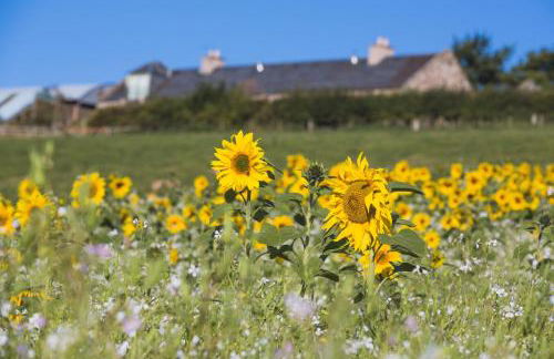 Cocklekitty Cottage - Foto 33