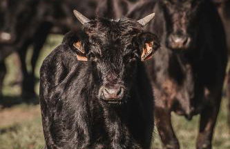 L'Espitalet - Foto 14