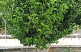 Apartments Romana - Photo 19