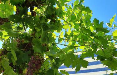 Monte da Casa Branca by Hi Alentejo - Foto 54