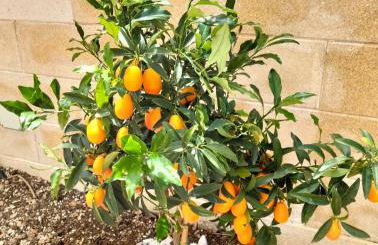 Il bacio del sole - Foto 21