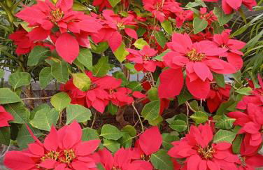 Recanto do Sossego - Foto 34