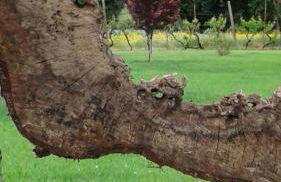 Casa de Coco - Foto 19