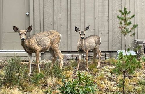 Dog Friendly, across from tubing/SHARC, Nectar bed - Foto 29