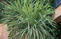 Résidence Colombara - Foto 21