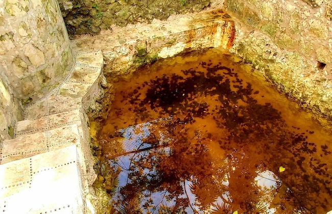 Mini Pini Birdwatching and Cenote Loft4 you Only - Foto 46