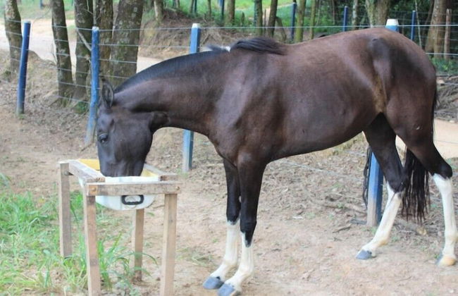 Engenho da Serra Hotel & Ecoresort - Foto 69