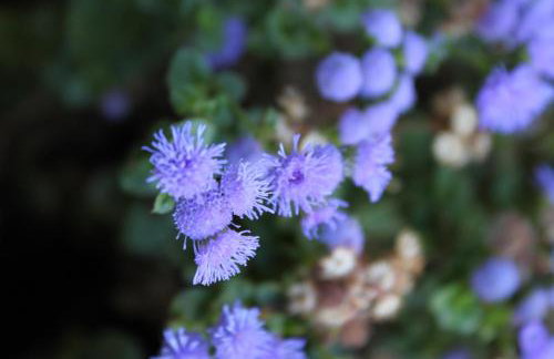 Apartments with parking space Dajla, Novigrad - 6935 - Photo 9