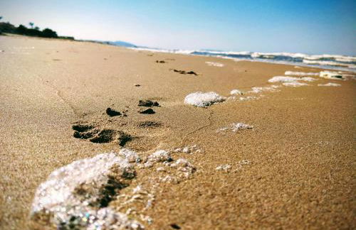 Hello Oliva Beach Alter - Photo 38