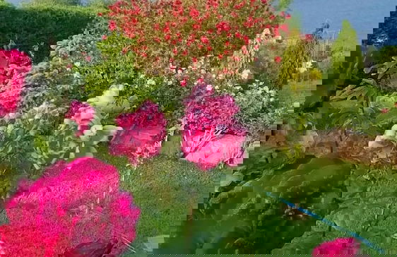 Cozy Apollon Villa, Sea View, Next To Galaxidi - Photo 24