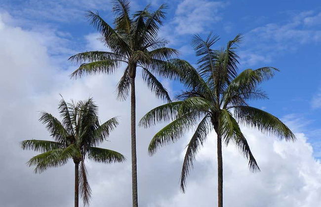 Escursione al santuario di palme da cera di Toche - Foto 3