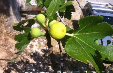 Apartments More Marušići - Foto 8