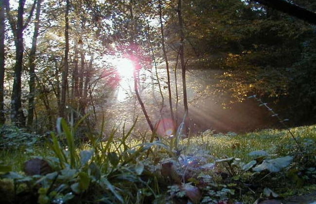 Holiday Home Moselle With Private Sauna - Photo 38