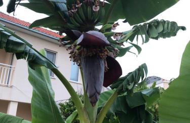 Apartman MIRIS BORA - Photo 32