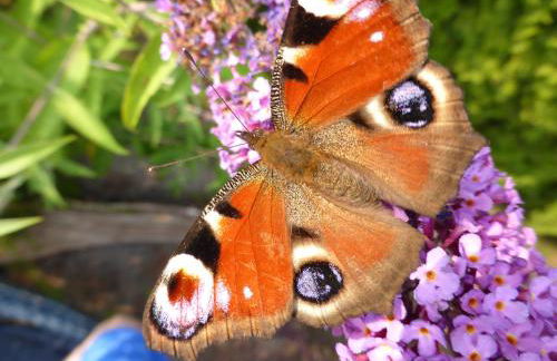 Haus "Annekathrin" - Foto 16