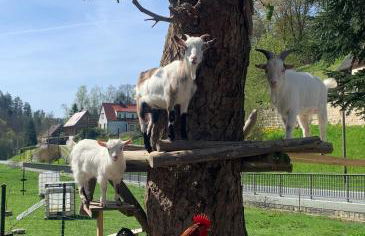 Naturhof Kluge - Foto 48