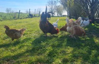 la petite cabane - Foto 6