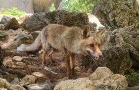 Águila Real - Photo 7