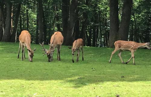 Ebenerdige Ferienwohnung im Luftkurort Dodenau - Foto 25