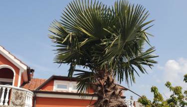 apartma Jelka - Foto 2