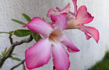 Casa 4 suítes com piscina Condomínio Lagoa Dourada Ilha de Itaparica BA - Foto 49