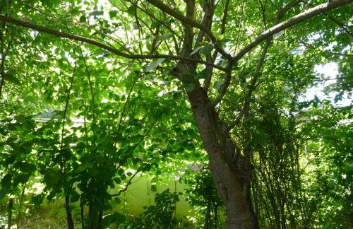 Landleben - Ferienhaus 1 - Foto 20