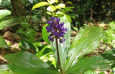 Casa Zen Inglesa Paranapiacaba - Foto 39