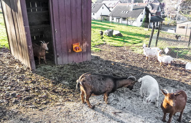 Pension Himmelsbach - Foto 24