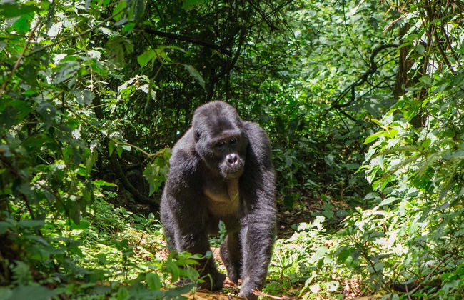 Uganda Tour Package: 10 Days - Photo 1