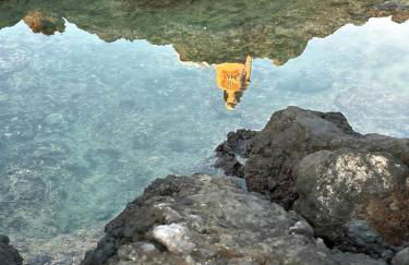 Casa Poesía de El Hierro - Poetry House of El Hierro, situated in the center of El Pinar - Foto 24