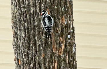 The Flying Dutchman Cottage in amenities filled Masthope community Ski Big Bear - Foto 26