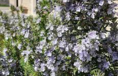 Cascina Linét - Foto 4