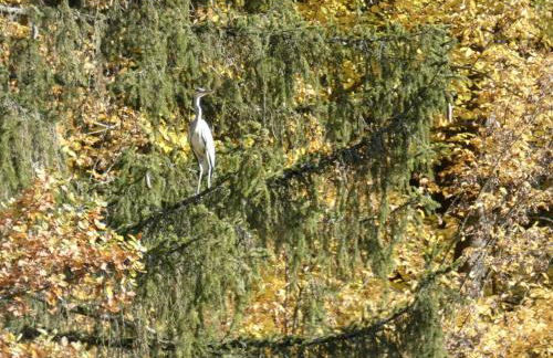 Goldener Fuchs in Moschendorf - Foto 14