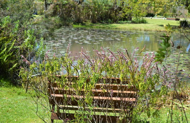 Forest Edge - Foto 80