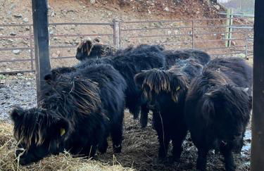 POSTBOX CROFT With A Sea View - Foto 36
