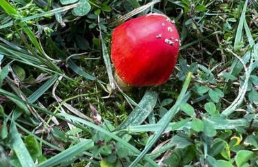 Home in the Heart of W.V. Adventure Country! - Photo 39