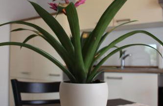 Ferienwohnungen Vulkaneifel - Foto 23