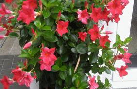 Ferienwohnung Helmis - Photo 16