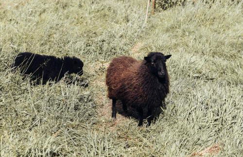 Maison de campagne en Anjou - Foto 17