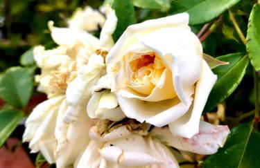 Villa Maria Apartments - Foto 74