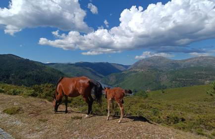 Love Story - Lareira & Sauna - Piscina - Foto 32