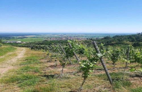 Apartment in Dambach near Vineyards - Foto 19