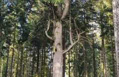 Haus Ludwig - Foto 55